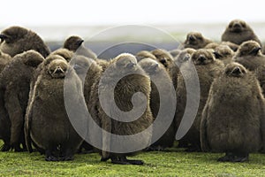 King Penguin (Aptenodytes patagonicus) Creche of large brown chi