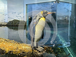 King penguin Aptenodytes patagonicus, Der KÃ¶nigspinguin Koenigspinguin or Kraljevski pingvin - The Zoo ZÃ¼rich Zuerich