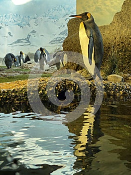 King penguin Aptenodytes patagonicus, Der KÃ¶nigspinguin Koenigspinguin or Kraljevski pingvin - The Zoo ZÃ¼rich Zuerich