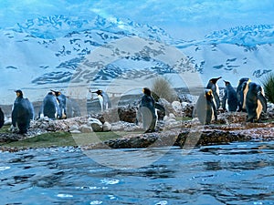 King penguin Aptenodytes patagonicus, Der KÃ¶nigspinguin Koenigspinguin or Kraljevski pingvin - The Zoo ZÃ¼rich Zuerich
