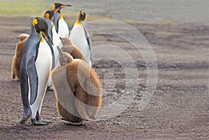 King Penguin (Aptenodytes patagonicus) feeding chick.