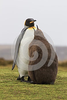 King Penguin (Aptenodytes patagonicus) feeding it's chick in the