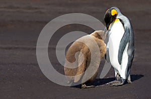 King Penguin (Aptenodytes patagonicus) feeding it's chick.