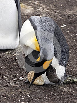 King Penguin Aptenodytes patagonicus, holding eggs on the huge legs of the Colony, Volunteer Point, Falklands / Malvinas