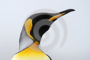 King Penguin (Aptenodytes patagonicus) portrait