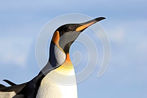 King penguin, aptenodytes patagonicus, Saunders, Falkland Islands