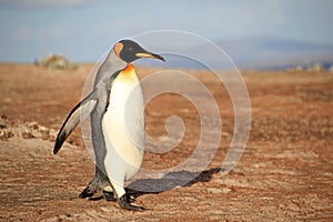 King penguin, aptenodytes patagonicus, Saunders, Falkland Islands