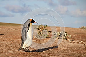 King penguin, aptenodytes patagonicus, Saunders, Falkland Islands