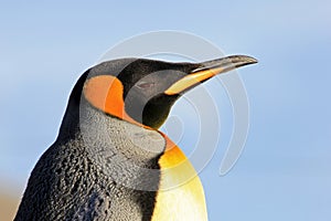 King penguin, aptenodytes patagonicus, Saunders, Falkland Islands
