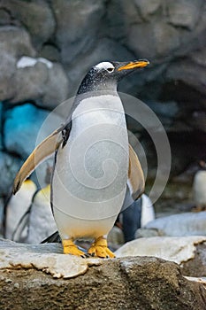 King Penguin (aptenodytes patagonicus) is the second largest species of penguin