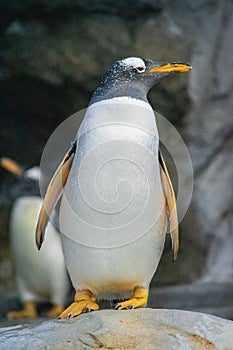 King Penguin (aptenodytes patagonicus) is the second largest species of penguin