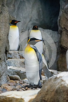 King Penguin (aptenodytes patagonicus) is the second largest species of penguin