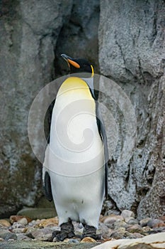 King Penguin (aptenodytes patagonicus) is the second largest species of penguin