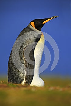 King penguin, Aptenodytes patagonicus sitting in grass with blue sky, Falkland Islands