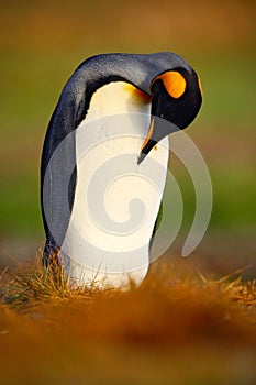 King penguin, Aptenodytes patagonicus sitting in grass and cleaning plumage, Falkland Islands. Penguin in the grass. Black and