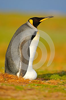 King penguin, Aptenodytes patagonicus sitting in grass with tilted head, Falkland Islands. Bird with blue sky, summer day. Beautif