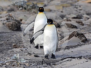 King Penguin, Aptenodytes patagonicus, of Sounder Island, Falkland Islands-Malvinas