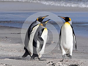 King Penguin, Aptenodytes patagonicus, of Sounders Island, Falkland Islands-Malvinas