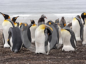 King Penguin, Aptenodytes patagonicus, of Sounders Island, Falkland Islands-Malvinas