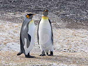 King Penguin, Aptenodytes patagonicus, of Sounders Island, Falkland Islands-Malvinas