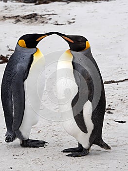 King Penguin, Aptenodytes patagonicus, of Sounders Island, Falkland Islands-Malvinas