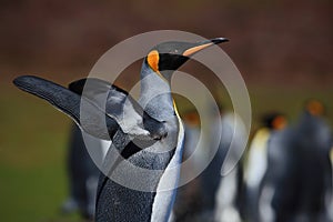 King penguin, Aptenodytes patagonicus with spread wings, blurred penguins in background, Falkland Islands