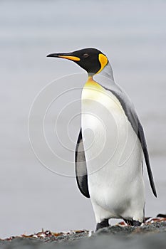 King Penguin (Aptenodytes patagonicus) standing on the beach