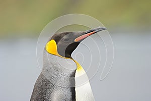 King Penguin (Aptenodytes patagonicus) standing on the beach