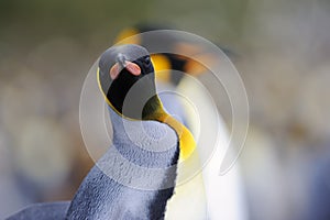 King Penguin (Aptenodytes patagonicus) standing on the beach