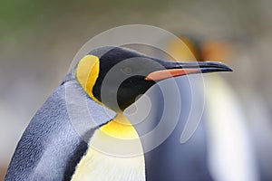 King Penguin (Aptenodytes patagonicus) standing on the beach