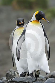 King Penguin (Aptenodytes patagonicus) standing on the beach