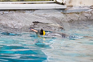 King Penguin (Aptenodytes patagonicus) swimming in water.