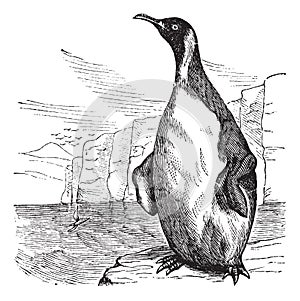 King Penguin or Aptenodytes patagonicus vintage engraving