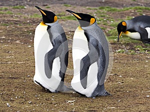 King penguin, Aptenodytes patagonicus, Volunteer point, Falkland Islands - Malvinas