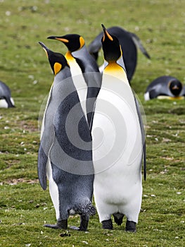 King penguin, Aptenodytes patagonicus, Volunteer point, Falkland Islands - Malvinas