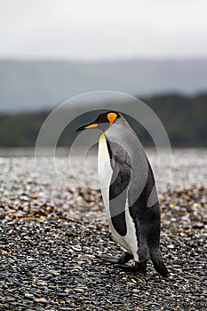 king penguin, Aptenodytes patagonicus, walking on rocky gravel b