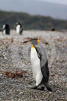 king penguin, Aptenodytes patagonicus, walking on rocky gravel b