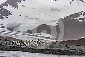 King Penguin beach
