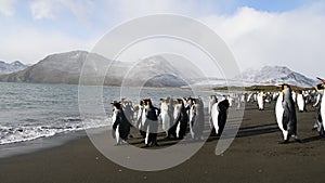 King Penguin on the beach in South Georgia