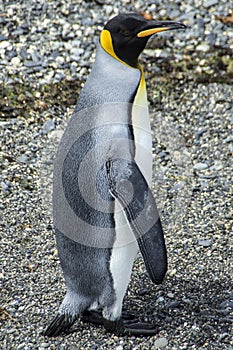 King penguin - Beagle Channel