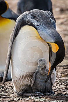 King penguin bending down to preen chick