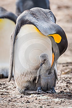 King penguin bending to preen grey chick