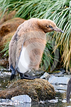 El rey pingüino polluelo lindo marrón esponjoso polluelo el principio sur 