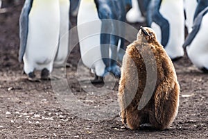King penguin chick sitting alone