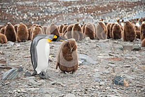 King penguin and chick in South Georgia, Antarctica