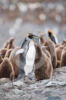 King penguin and chick in South Georgia, Antarctica