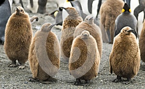 King Penguin Chicks - St. Andrews, South Georgia