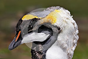 King penguin cleaning plumage feather, wild nature. Penguins making love in the grass. Wildlife scene from nature. Bird behavior,