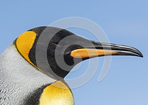 King Penguin close up.