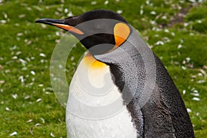 King penguin close-up